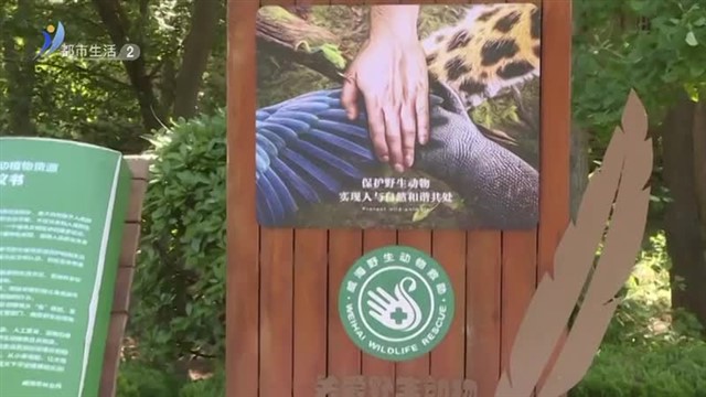 遇到“呆萌”小猫头鹰 你要这样做！【威海广电讯】