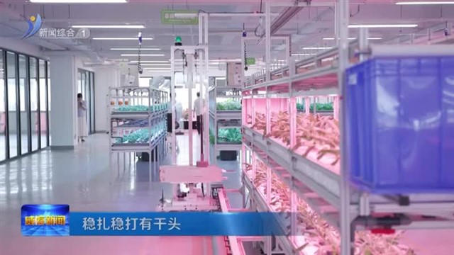 华菱光电：水耕栽培 让蔬菜生产不用靠天吃饭【威海广电讯】