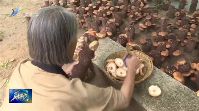 里口山“山珍”雨后香菇长势旺【威海广电讯】