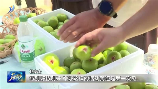 被“糖包子”馋哭了？荣成港西无花果旅游文化节给你安排上【威海广电讯】