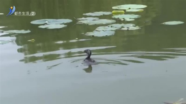 归巢之路 你我共筑【威海广电讯】