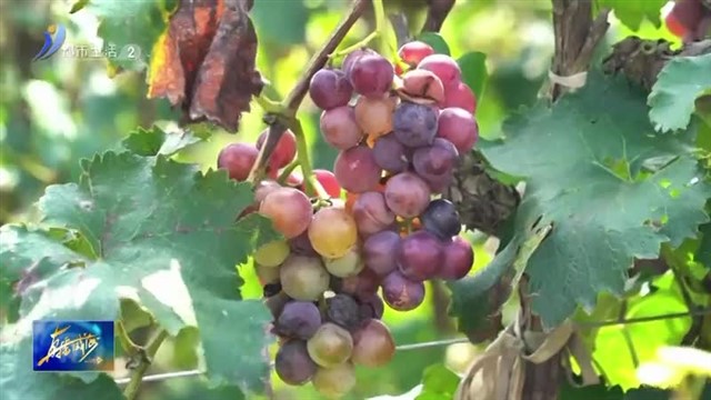 第十四届威海汪疃葡萄文化旅游节甜蜜开幕【威海广电讯】