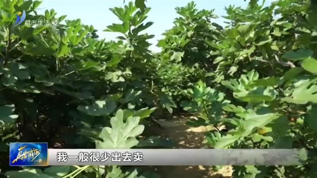 果蔬采收忙 金秋好“丰”景【威海广电讯】