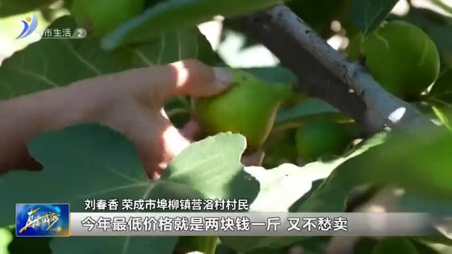 荣成市：花果飘香 铺就甜蜜致富路【威海广电讯】