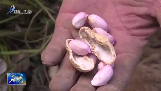 秋风起 村里开始收花生啦【威海广电讯】