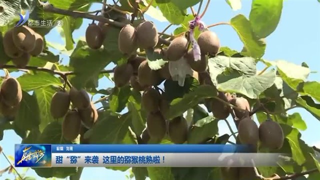 甜“猕”来袭 这里的猕猴桃熟啦！【威海广电讯】