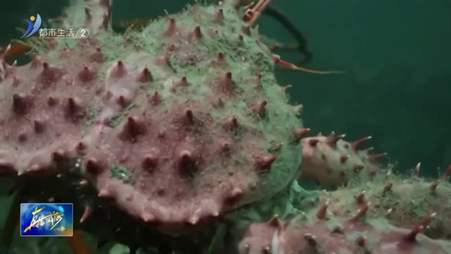 威海单体最大！200吨鲜活俄罗斯帝王蟹来啦！【威海广电讯】