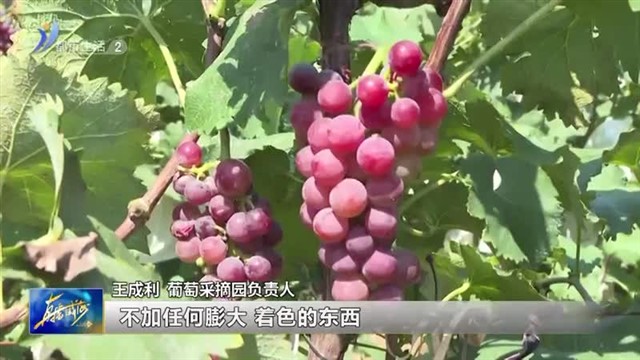 葡萄丰收缀满藤 满园飘香采摘忙【威海广电讯】