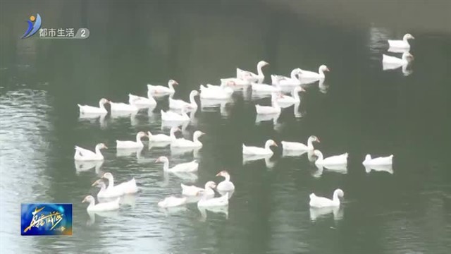 海参泡发优选：碧水青山里的山泉水【威海广电讯】