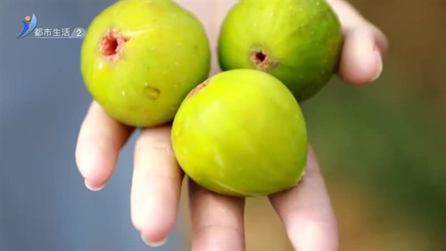 无花果采摘游 假期邂逅甜蜜【威海广电讯】