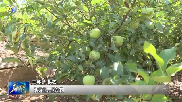 花果飘香 又是一个丰收季！【威海广电讯】