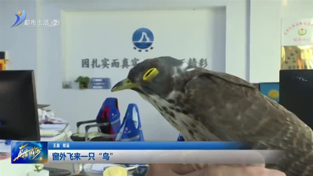 窗外飞来一只“鸟”【威海广电讯】