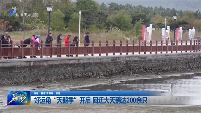 好运角“天鹅季”开启 回迁大天鹅达200余只 【威海广电讯】