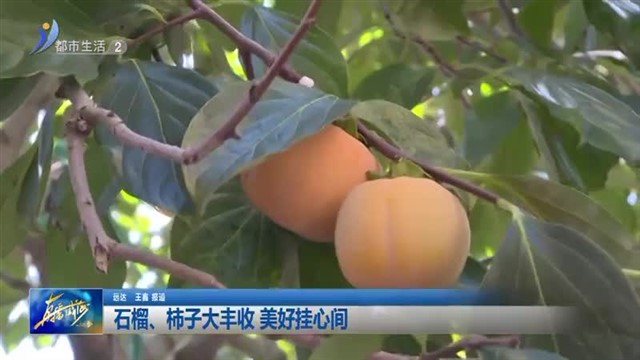 石榴、柿子大丰收 美好挂心间【威海广电讯】