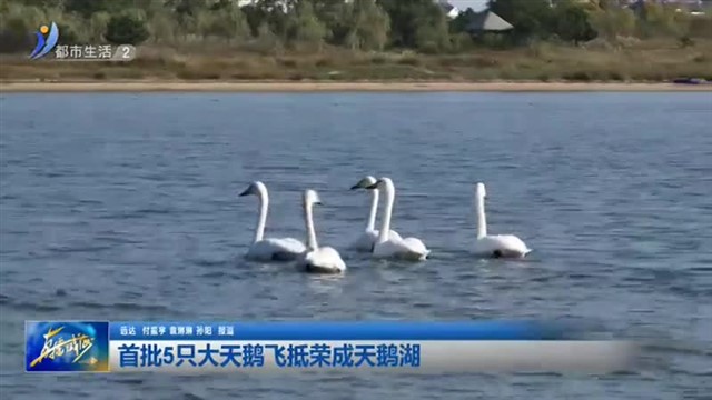 首批5只大天鹅飞抵荣成天鹅湖【威海广电讯】