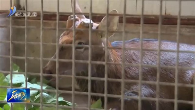 紧急行动！救助野生梅花鹿【威海广电讯】