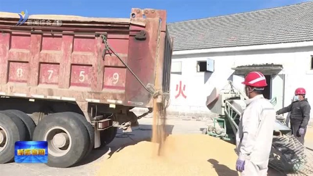 文登区秋粮收购工作进展顺利【威海广电讯】