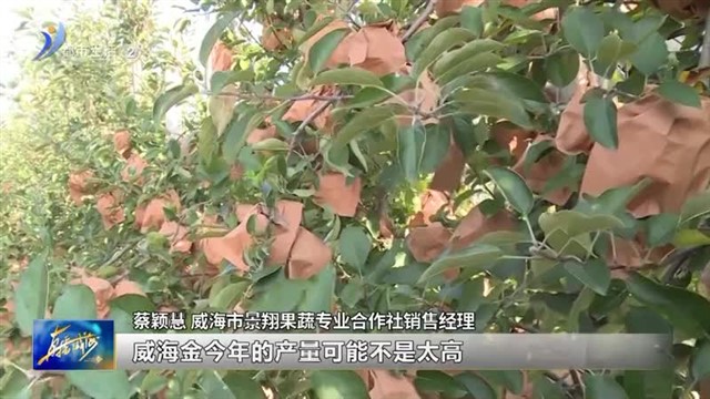 “威海金”苹果喜摘省金奖【威海广电讯】