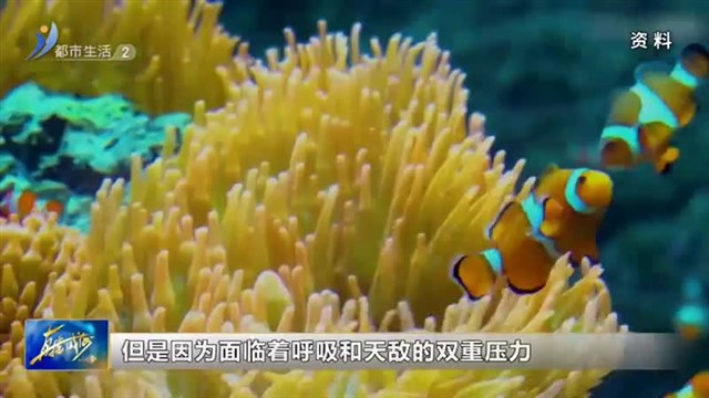 闪亮小主播：11月15号：朱玥：你知道海洋生物是怎样睡觉的吗？【威海广电讯】