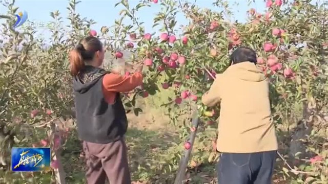 苹果迎来丰收季 一口甜到心坎里【威海广电讯】