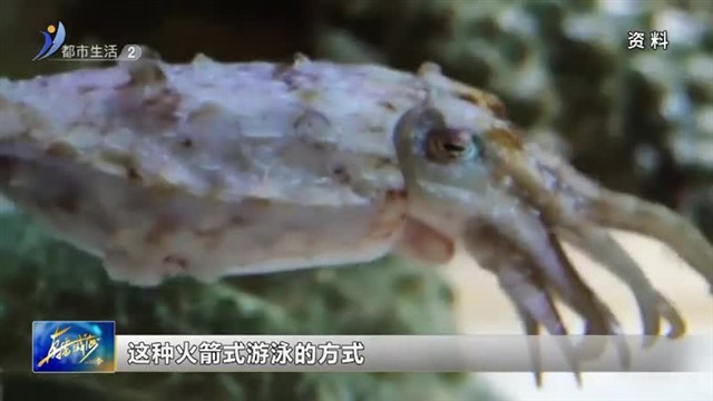 闪亮小主播：11月1号刘禹成生活小百科《鱿鱼为什么不像鱼》【威海广电讯】