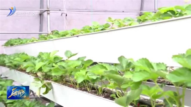 “空中”种草莓 科技范儿十足【威海广电讯】