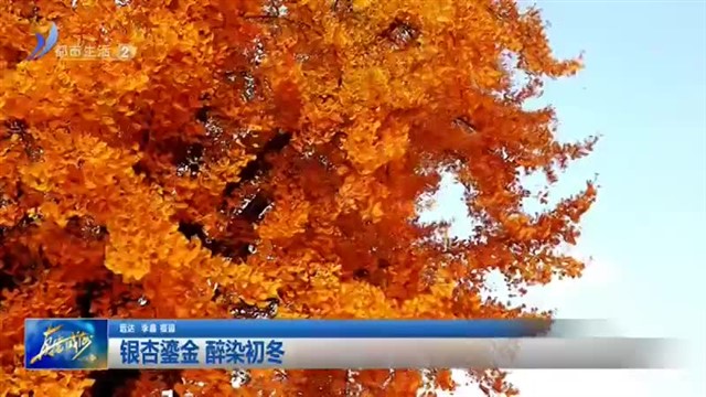 银杏鎏金 醉染初冬【威海广电讯】
