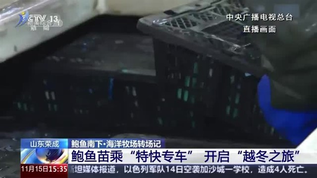 系列直播节目《鲍鱼南下•海洋牧场转场记》鲍鱼宝宝乘“特快专车” 开启“越冬之旅”【威海广电讯】