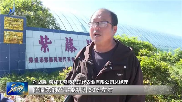 荣成市埠柳镇：金秋甘薯喜丰收 铺就“甜蜜”致富路【威海广电讯】