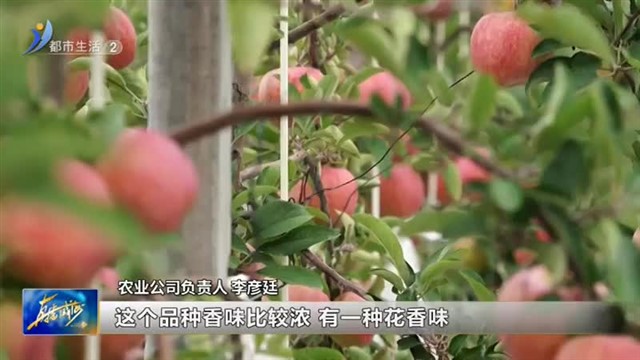 苹果喜丰收 映红致富路【威海广电讯】