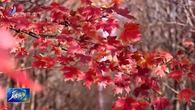 邂逅初冬威海！这里美得不像话【威海广电讯】