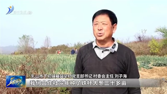乳山市下初镇：大葱喜获丰收 致富“葱”劲十足【威海广电讯】