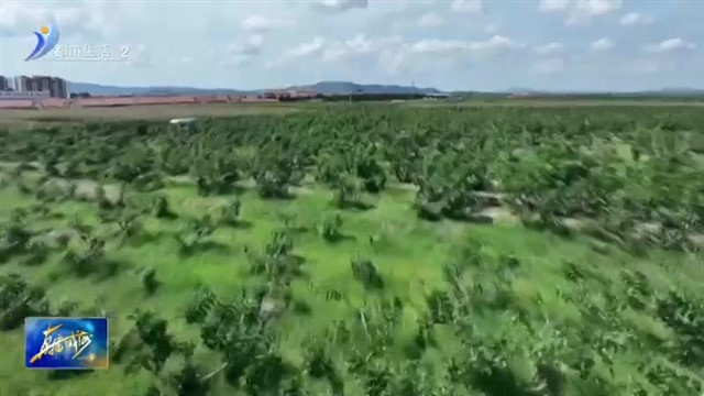 小水果成为农民致富果【威海广电讯】