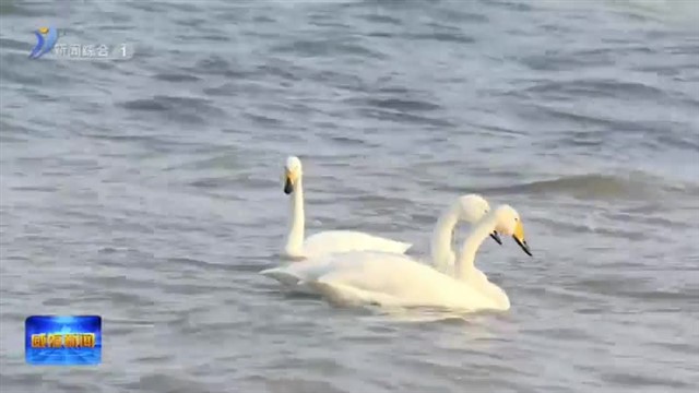 九龙湾公园大天鹅如约而至【威海广电讯】