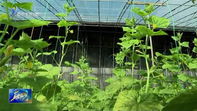 冬闲人不闲 大棚增收忙 【威海广电讯】