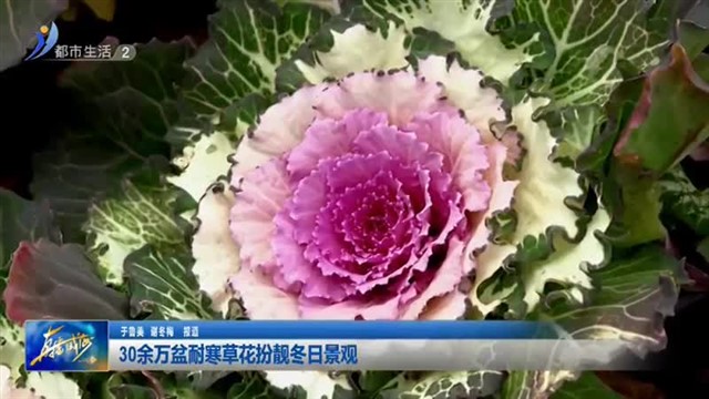 30余万盆耐寒草花扮靓冬日景观【威海广电讯】