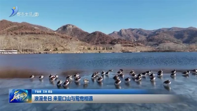 浪漫冬日 来里口山与鸳鸯相遇【威海广电讯】