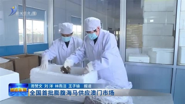 全国首批膨腹海马供应澳门市场【威海广电讯】