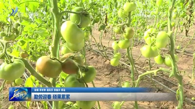 勤劳迎春 硕果累累【威海广电讯】