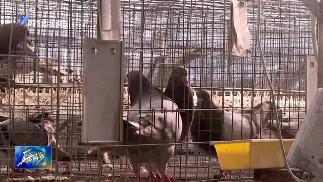 小鸽子唱响“致富曲”【威海广电讯】