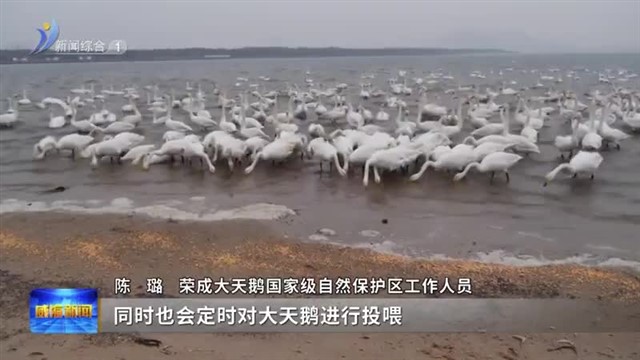 又至迁徙季 天鹅练飞忙【威海广电讯】