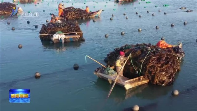 早春“耕海”忙 【威海广电讯】