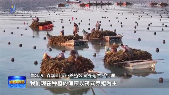 一根海带的“72变” 【威海广电讯】