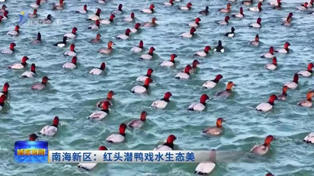 南海新区：红头潜鸭戏水生态美【威海广电讯】