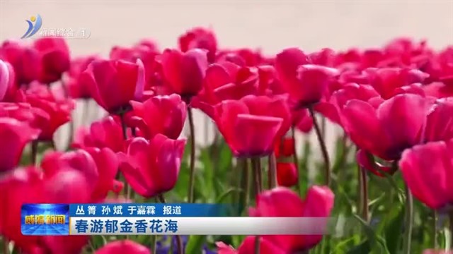 春游郁金香花海【威海广电讯】