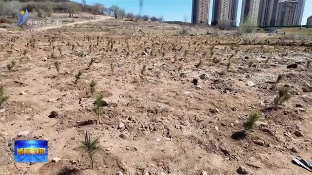 今年我市计划修复造林4万亩【威海广电讯】