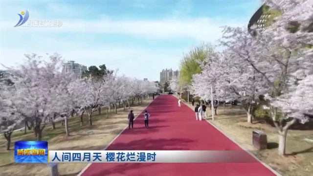 人间四月天  樱花烂漫时  【威海广电讯】