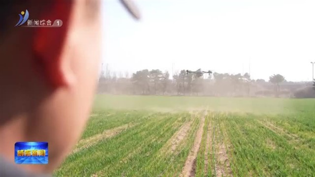 平原沙地如何多产粮【威海广电讯】