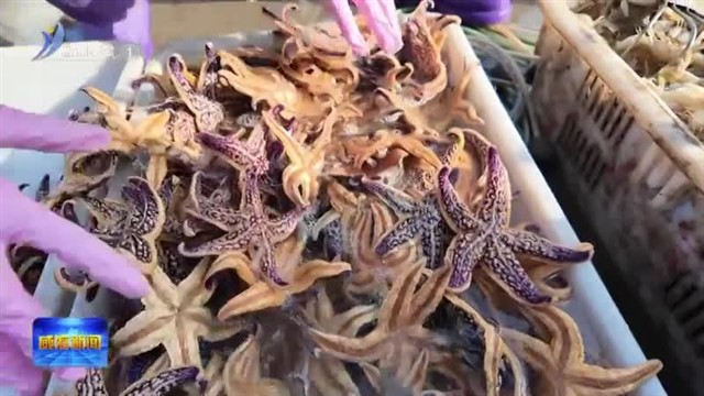 抢“鲜”上市 威海春季海鲜购销两旺【威海广电讯】