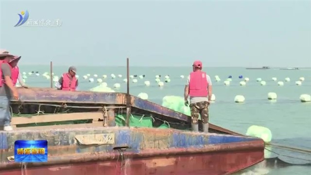 从立体养殖到品牌出海 荣成海藻制品卖到全球餐桌
